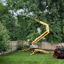 Best Tree Disease Treatment  in Bowie, TX