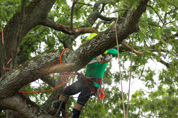 Best Landscape Design and Installation  in Bowie, TX