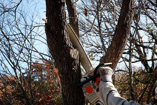 Best Fruit Tree Pruning  in Bowie, TX