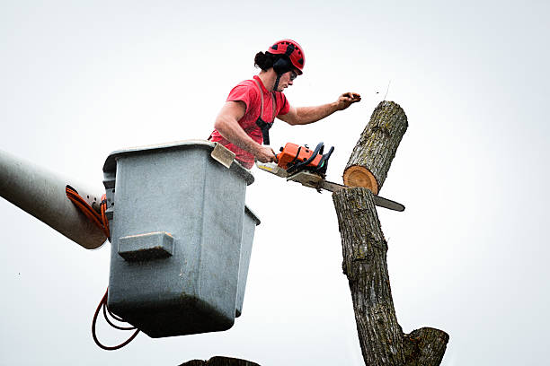 Bowie, TX Tree Care Company