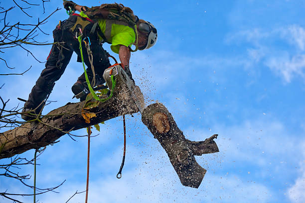 Best Weed Control  in Bowie, TX